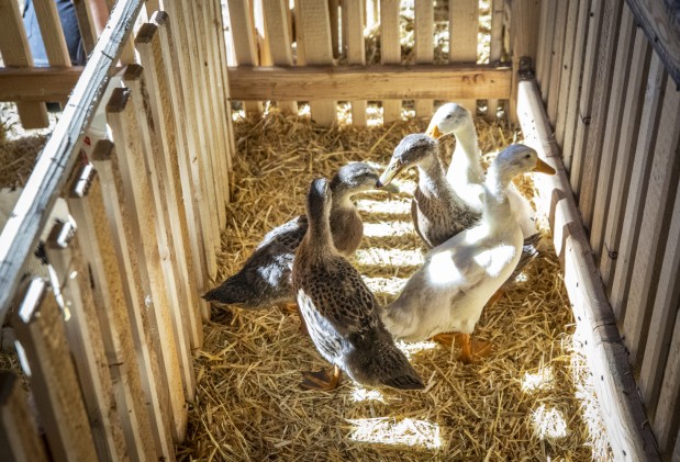 unsere Enten Familie